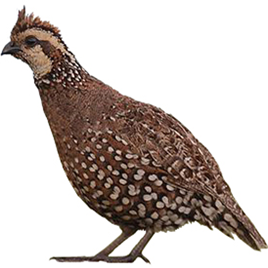 Spot-bellied Bobwhite Quail